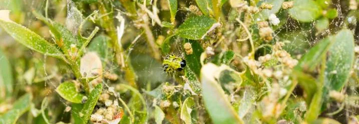 Buchsbaumzünsler an Buchsbaum